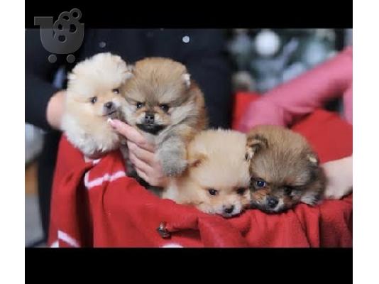 PoulaTo: Καθαρόαιμα κουτάβια Pomeranian